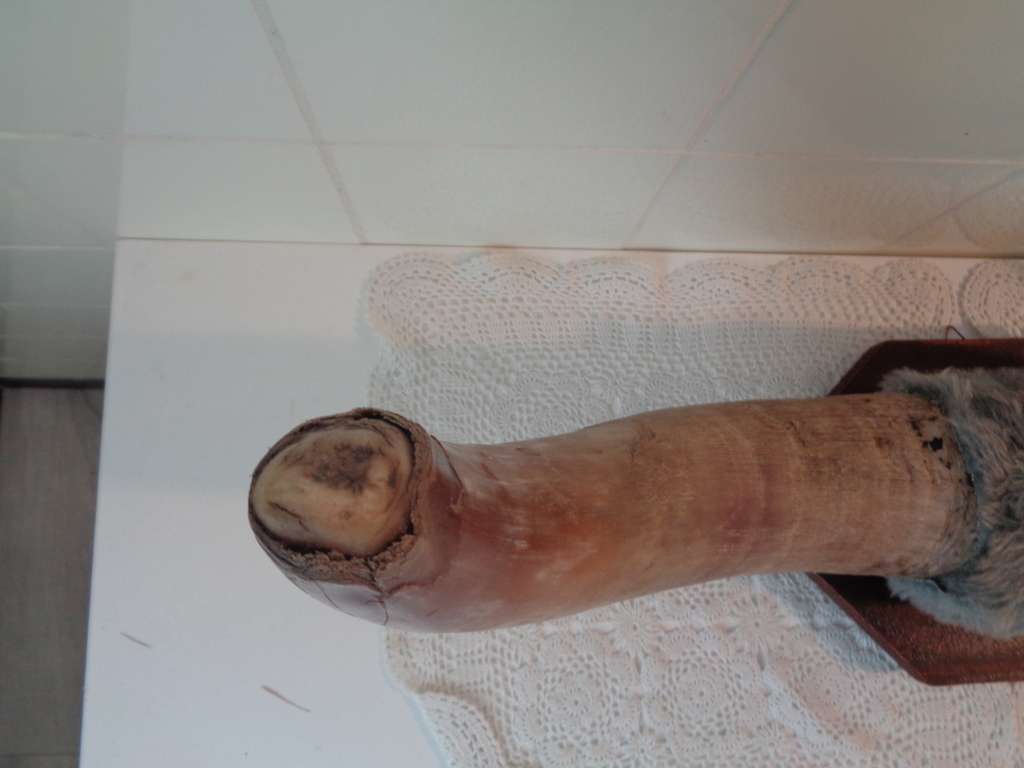 Curiosa en Kunst.nl