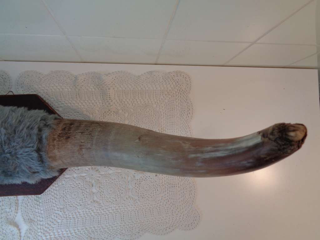 Curiosa en Kunst.nl