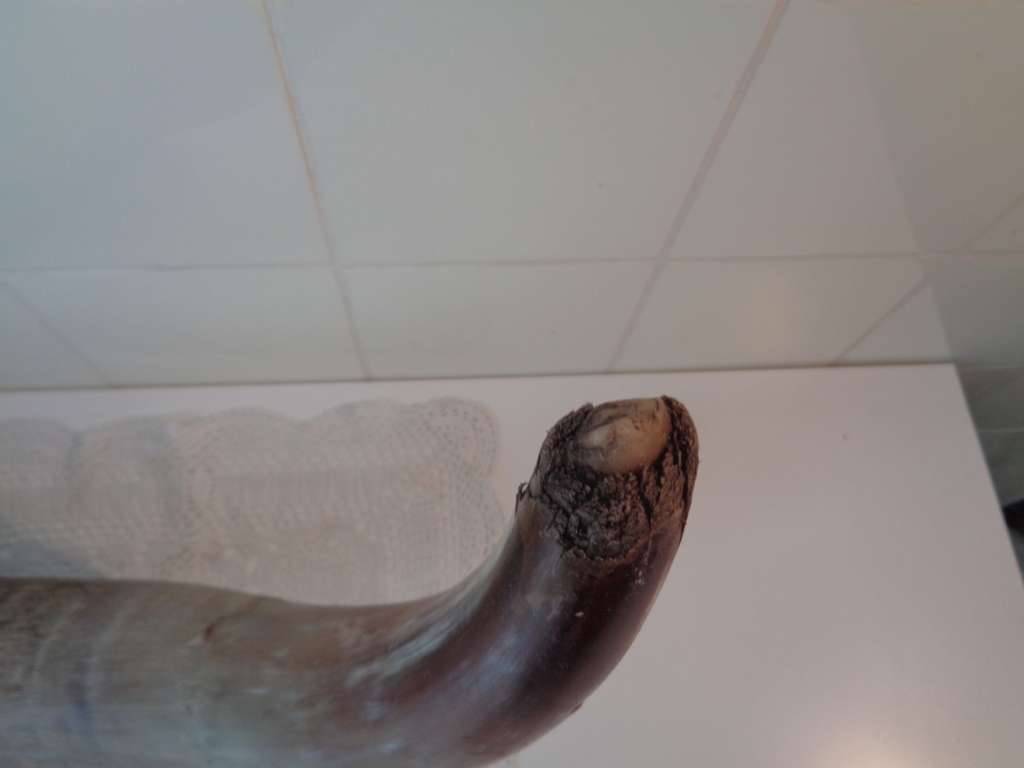 Curiosa en Kunst.nl