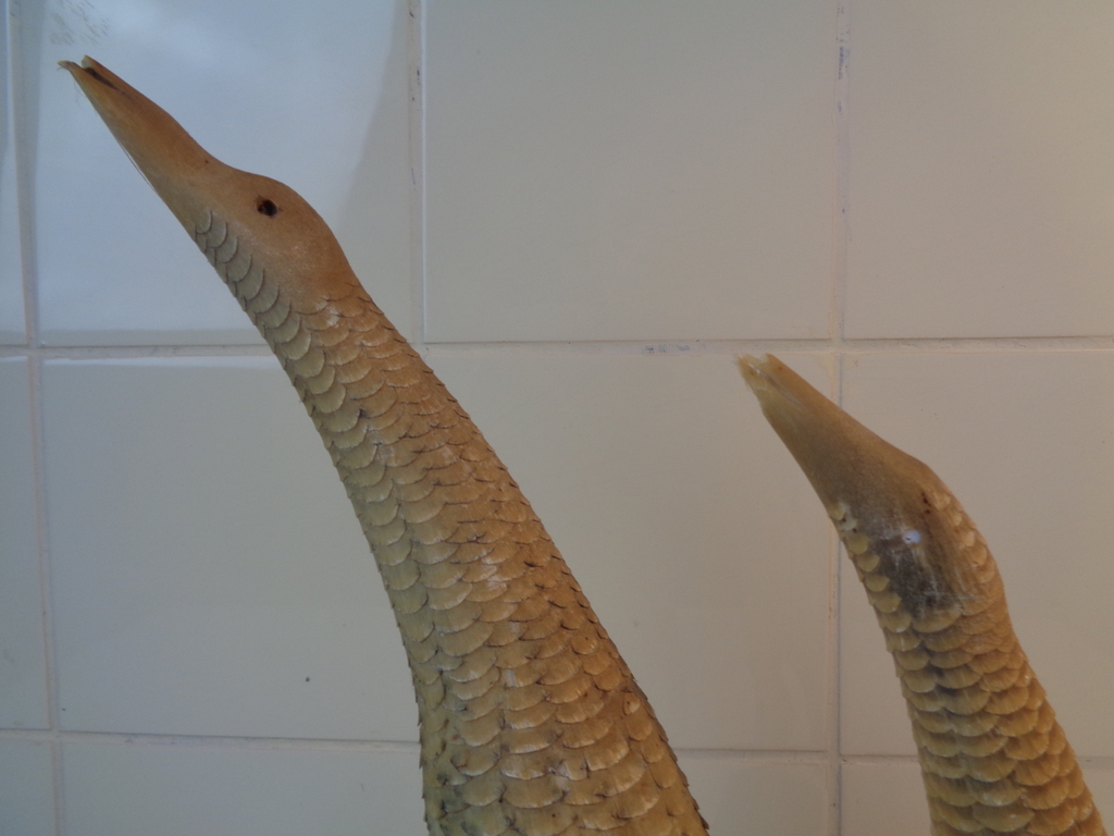 Vogels gemaakt van hoorns
