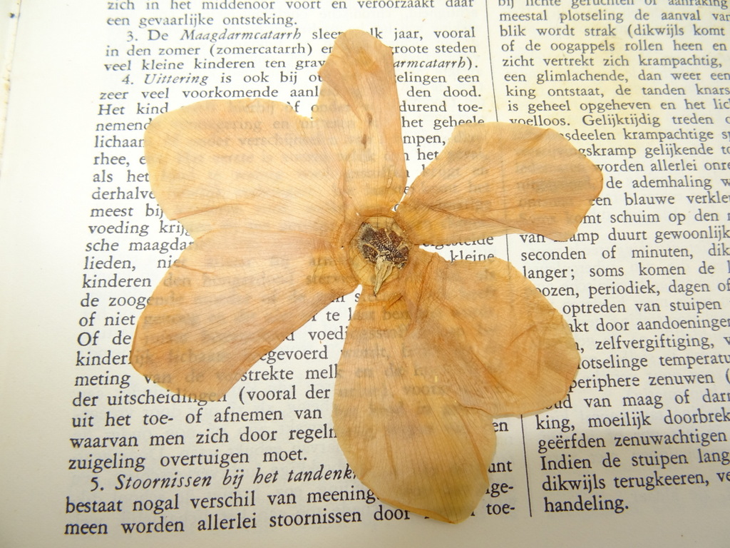 Populaire geneeskundige encyclopaedie - Afbeelding 31