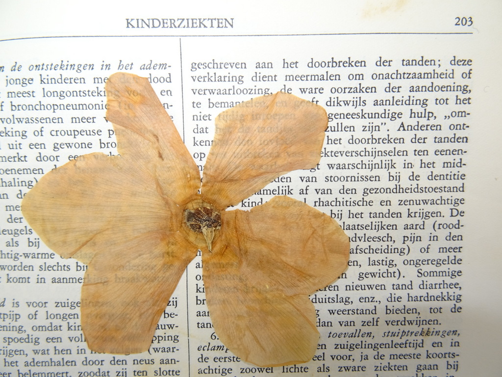 Populaire geneeskundige encyclopaedie - Afbeelding 32