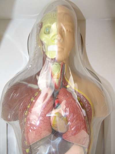 Menselijk lichaam anatomie nieuw in doos
