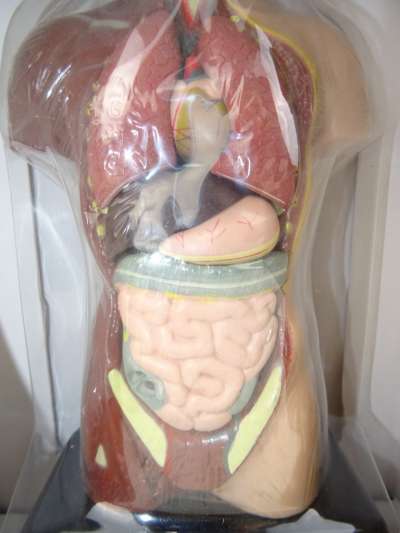 Menselijk lichaam anatomie nieuw in doos