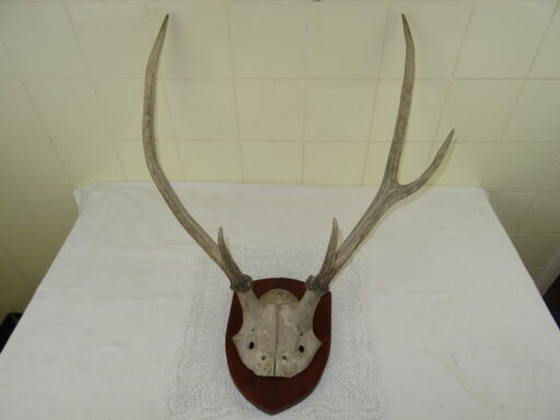 Alternative view of Groot imponerend gewei