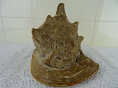 Enorme antieke helm schelp