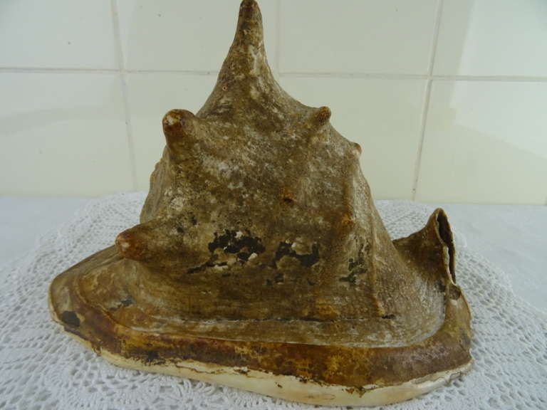 Enorme antieke helm schelp