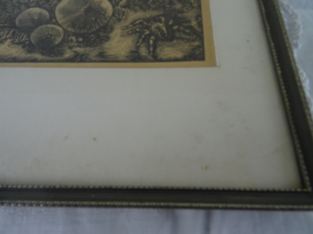 Antieke lithografie paddenstoelen - Afbeelding 15