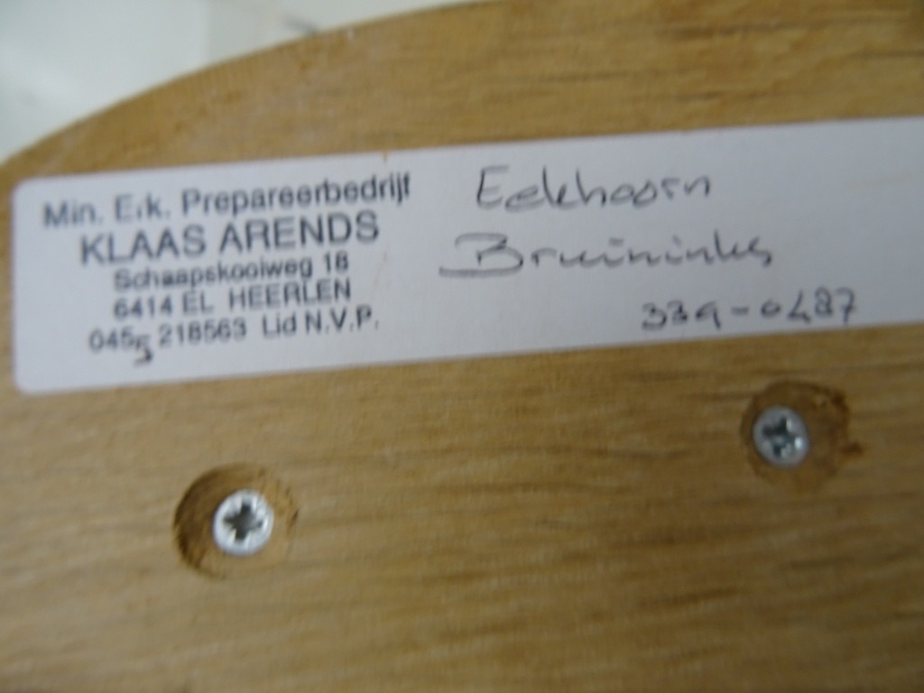 Opgezette eekhoorn - Afbeelding 18