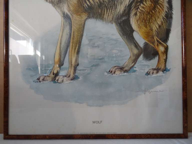 Schoolplaat Wolf poster uit 1969