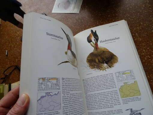 Buch der vogelwelt Mitteleuropas