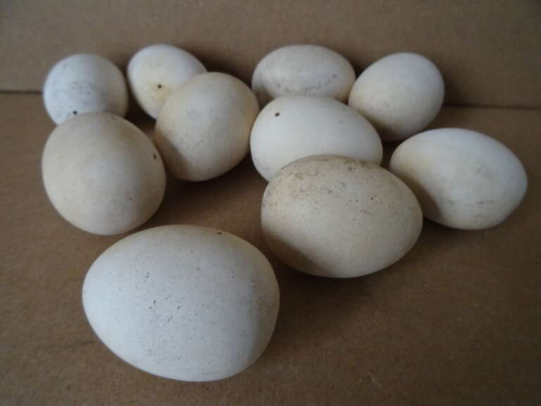 Collectie kunsteieren