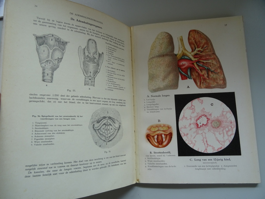 Dr. L.S. Meijer Het menschelijk lichaam - Afbeelding 9