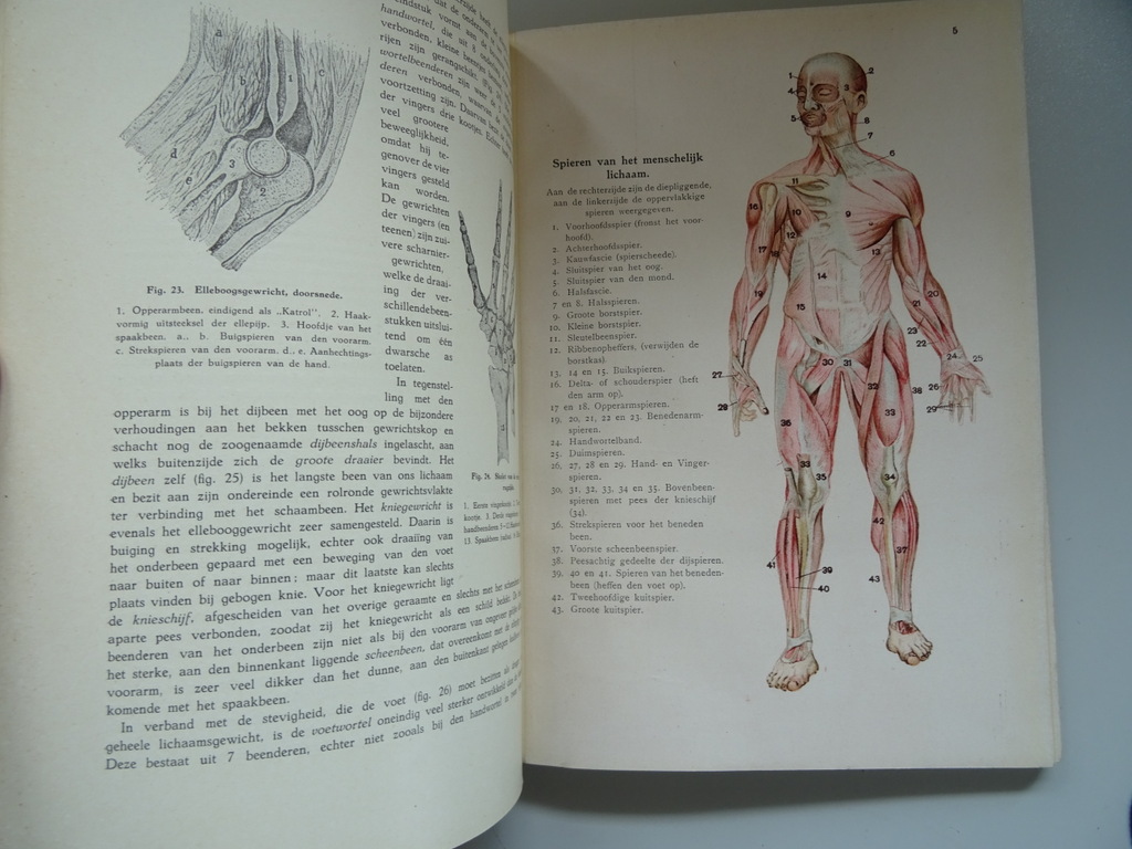 Dr. L.S. Meijer Het menschelijk lichaam - Afbeelding 13