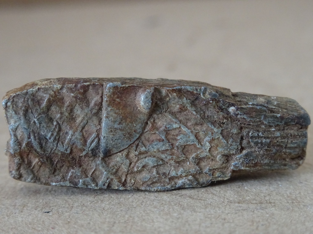 Bodemvondst middeleeuws bronzen visloodje - Afbeelding 2