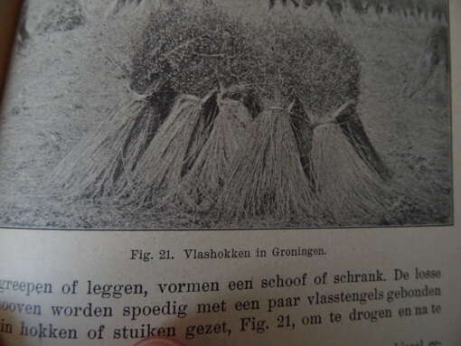 J. Z. Ten Rodengate Marissen Bijzondere plantenteelt