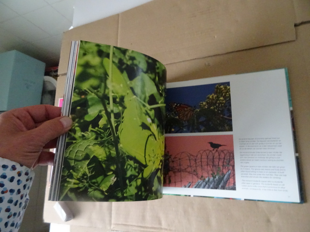 Wilna Groenenboom Document Bonaire - Afbeelding 10