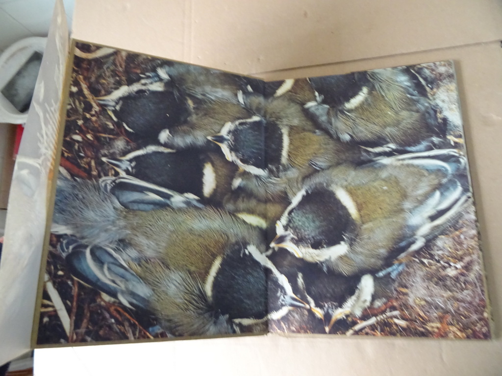 Robert Burton Jonge dieren - Afbeelding 5