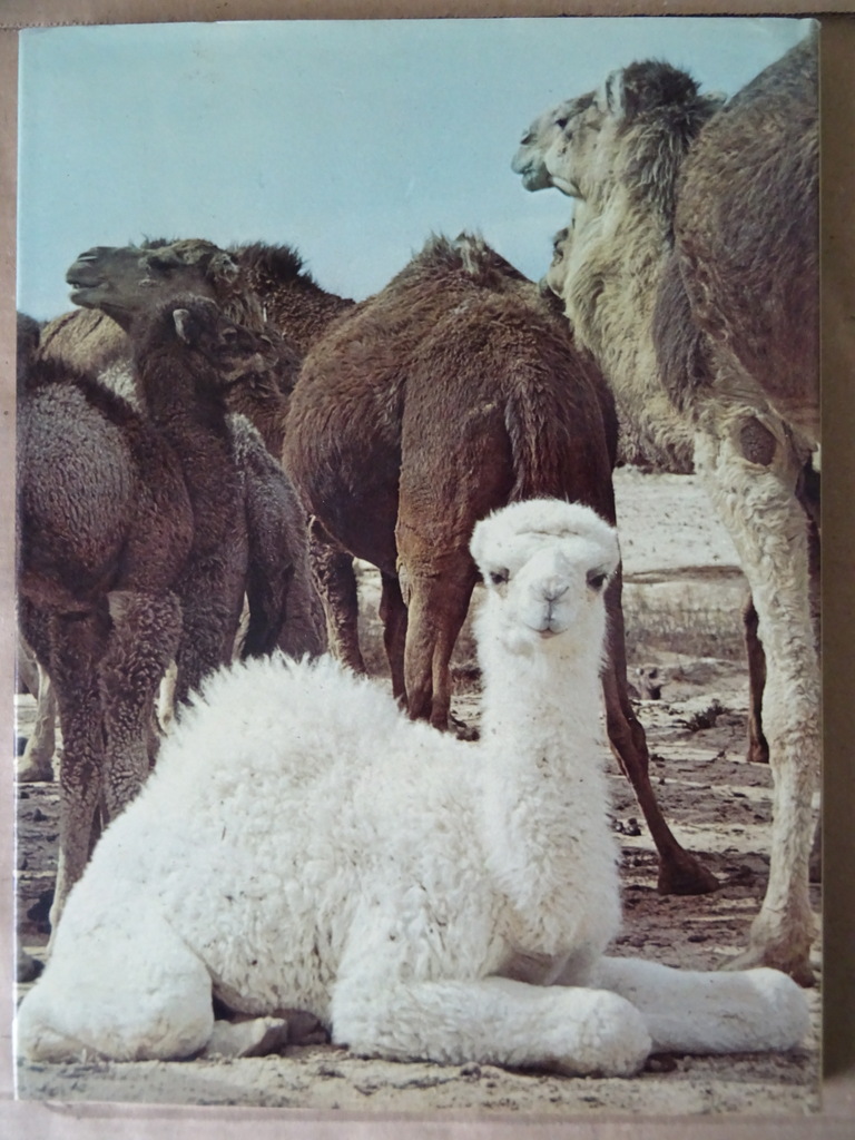 Robert Burton Jonge dieren - Afbeelding 12